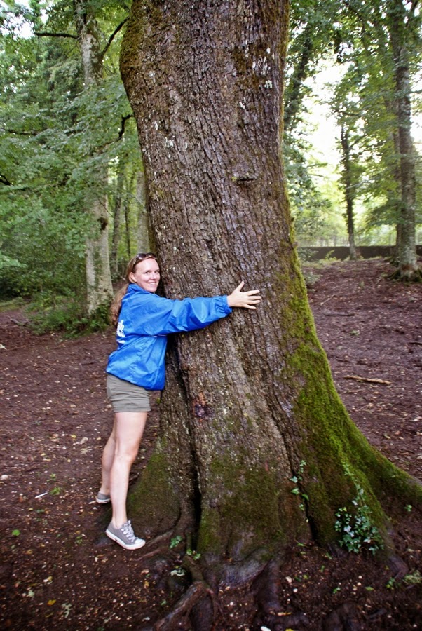 Ancient tree in Umbra Forest Gargano
