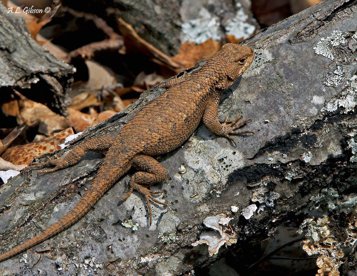 The Buckeye Botanist Befriending an Eastern Fence Lizard