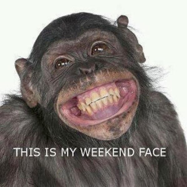 funny animals goofy animals