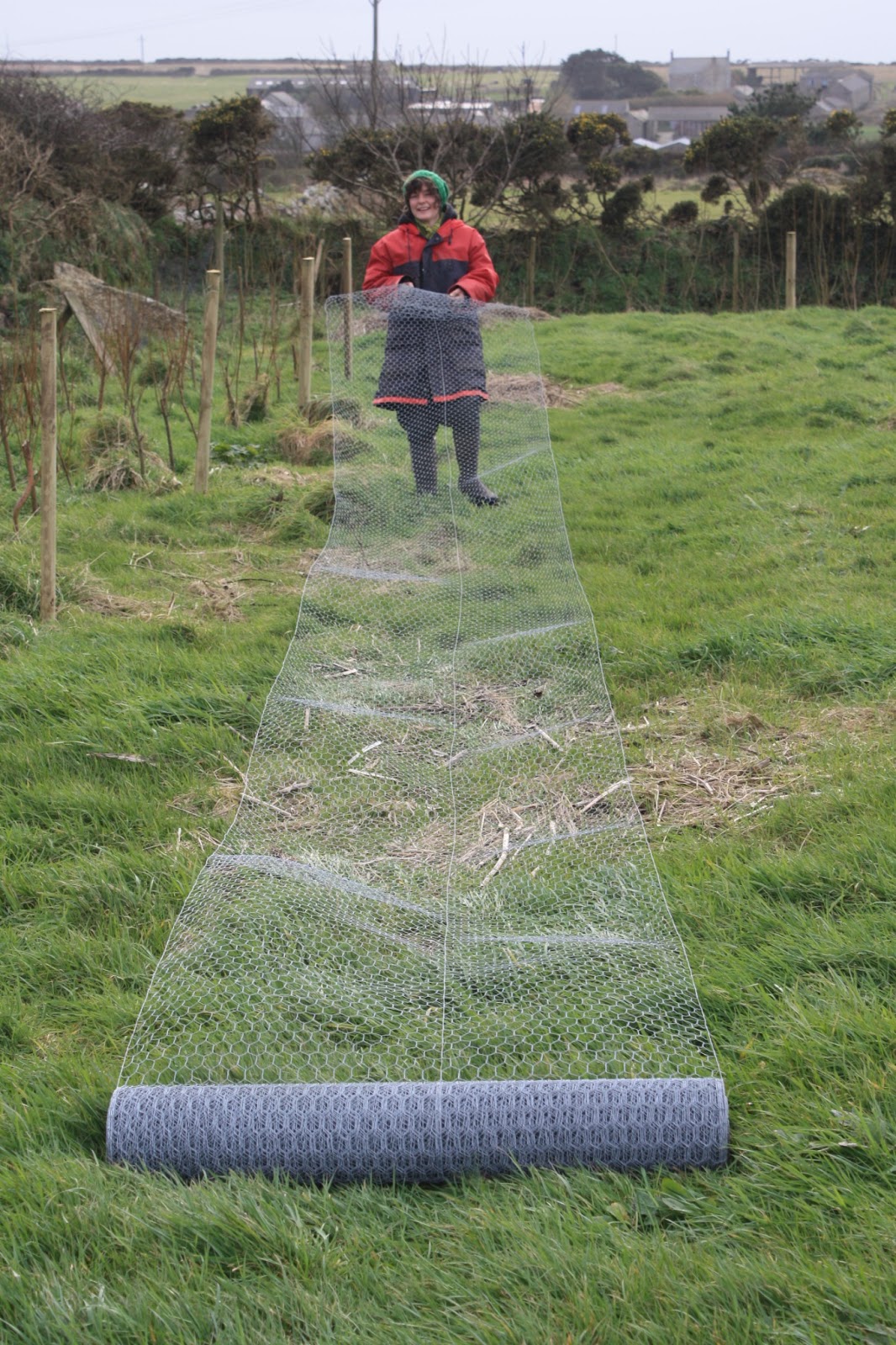 Bosavern Community Farm Rabbit fencing.