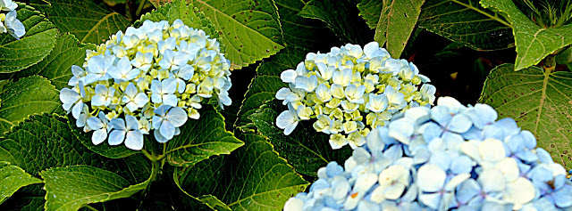 Imagem de flores azuis com folhas verdes