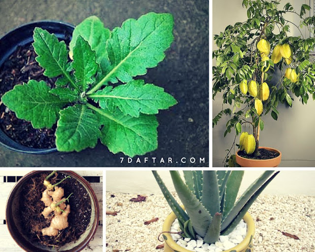 Daun Mimba (Azadirachta indica)