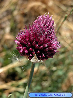 Flore du Mont Ventoux Flore du Mont Ventoux