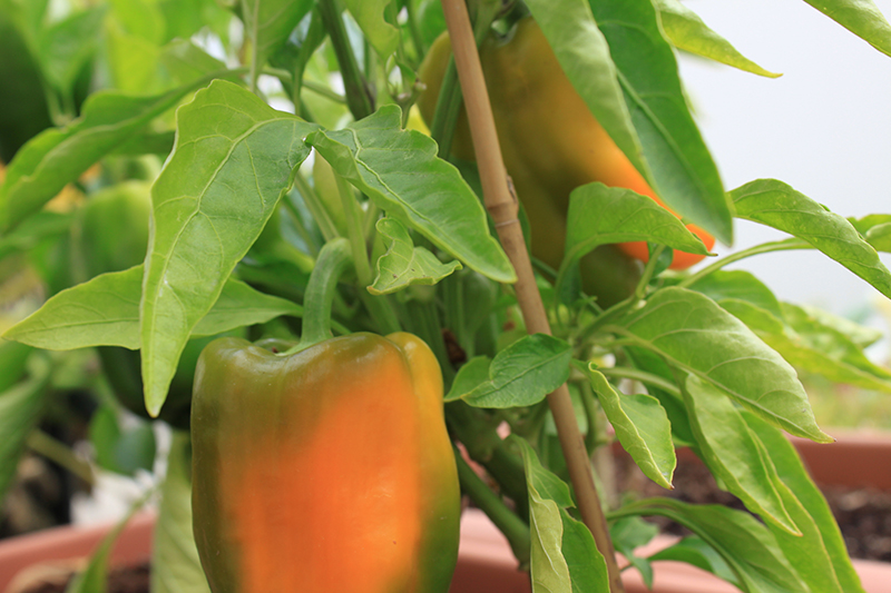 bell peppers // How to Grow Peppers // www.thejoyblog.net