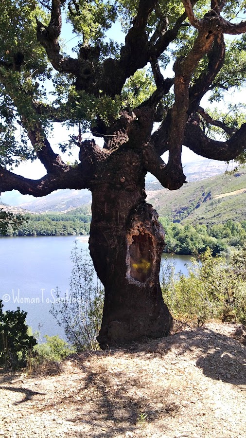 foto de arbol con flecha