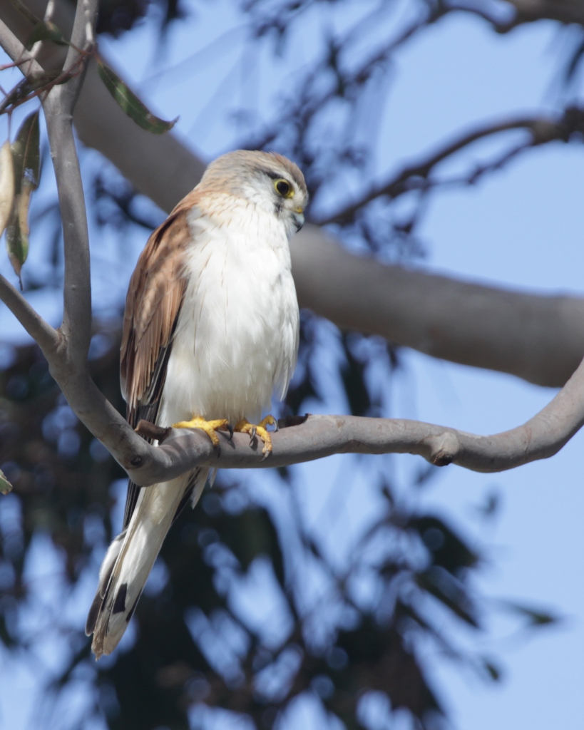 Tony's Photo Blog Adelaide Hills a few birds