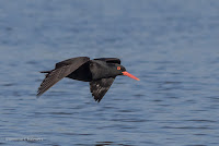 Birds in Flight Photography: Testing EOS iTR AF on the Canon EOS 7D Mark II