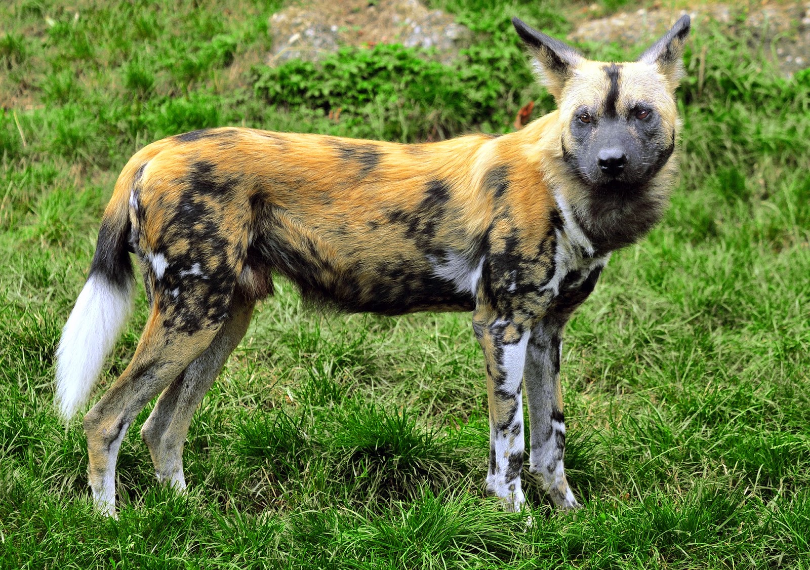 SNELSTE DIER Afrikaanse Wilde Hond snelste-dier-afrikaanse-wilde-hond