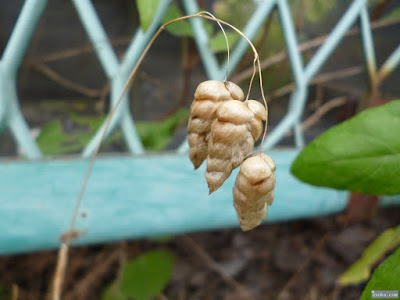 小判草 小判草