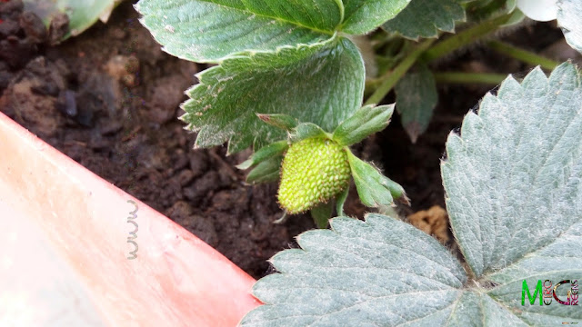 Is that a tiny strawberry? Yes it is.