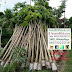 Jual Pohon Tabebuya Daun Lebar 2 Meter Harga Murah