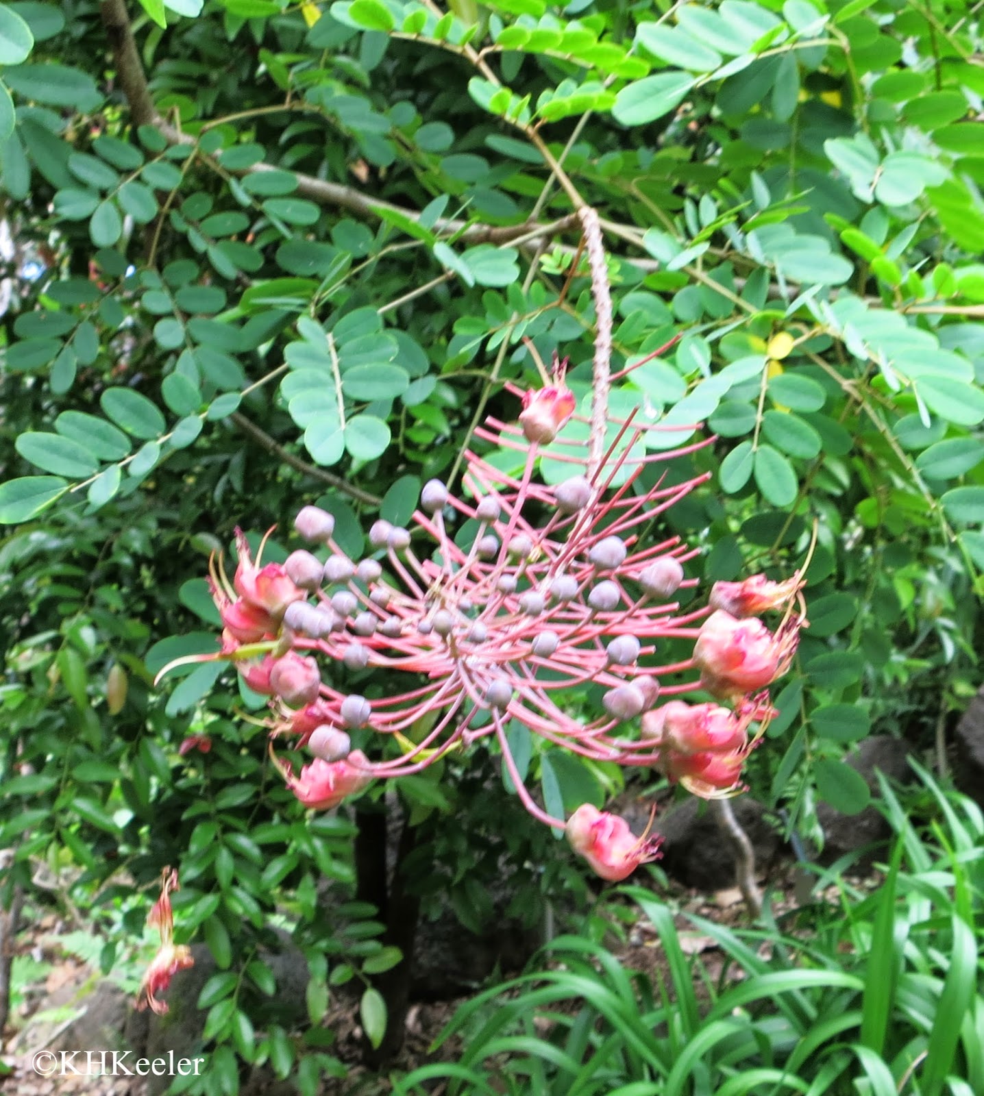 A Wandering Botanist Visiting Kauai Native Flowers!