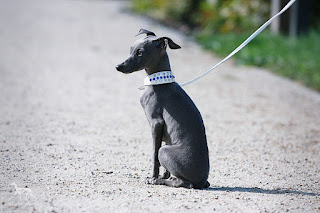 Italian Greyhound Sighthound for sale
