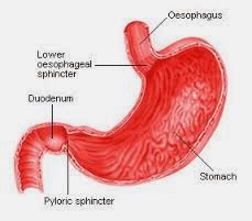 Perih di Lambung Obat Lambung Perih