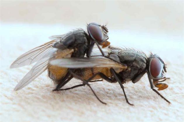 How Do Flies Have Sex 81