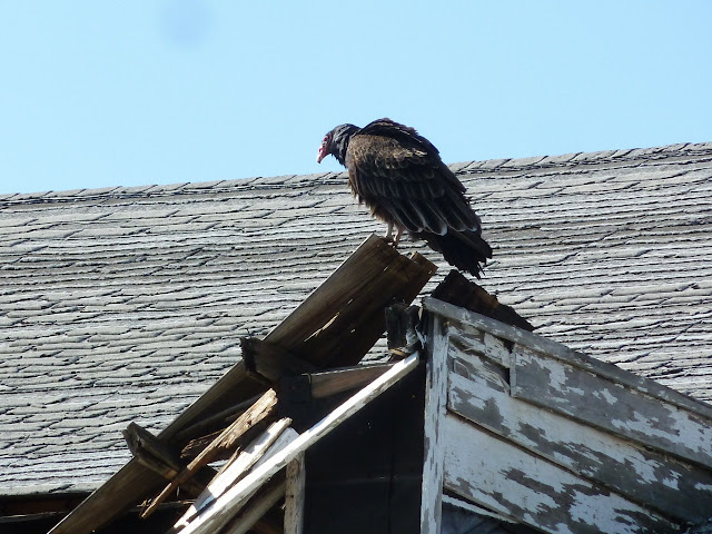 Turkey vulture on rooftop at Floyd Bennett Field