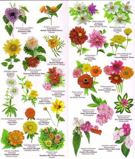 flower pictures and names flower pictures and names