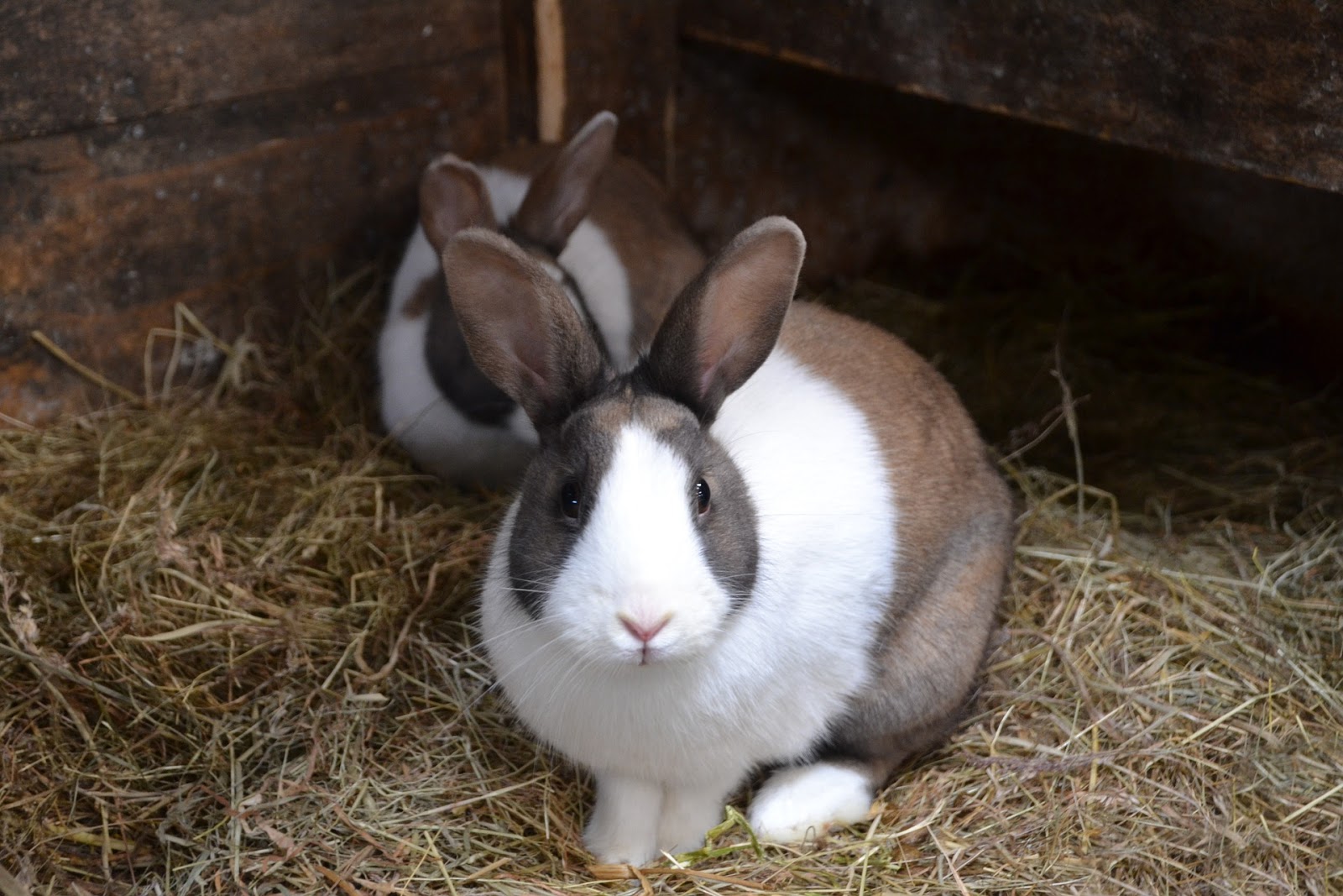 4 Reasons Why Your Rabbit is Scared Of You TheRider'sPets