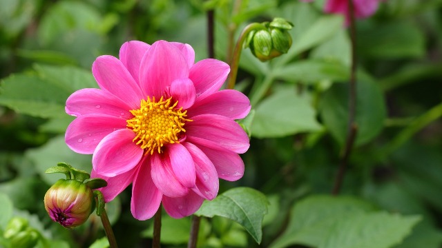 Cute Pic Of Flowers Cute Pic Of Flowers