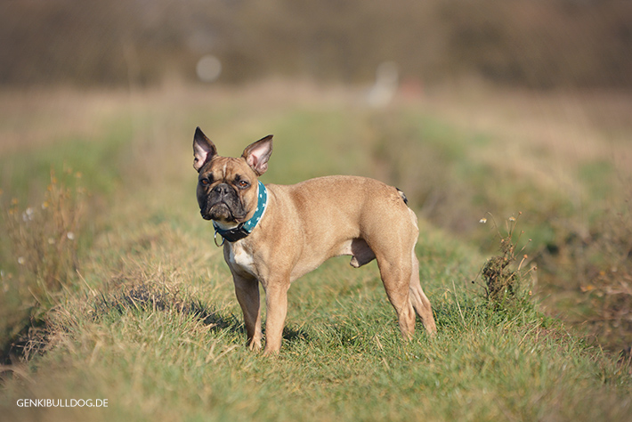Hundeblog Französische Bulldogge Hundeblog Französische Bulldogge
