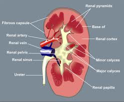 Kidney Anatomy