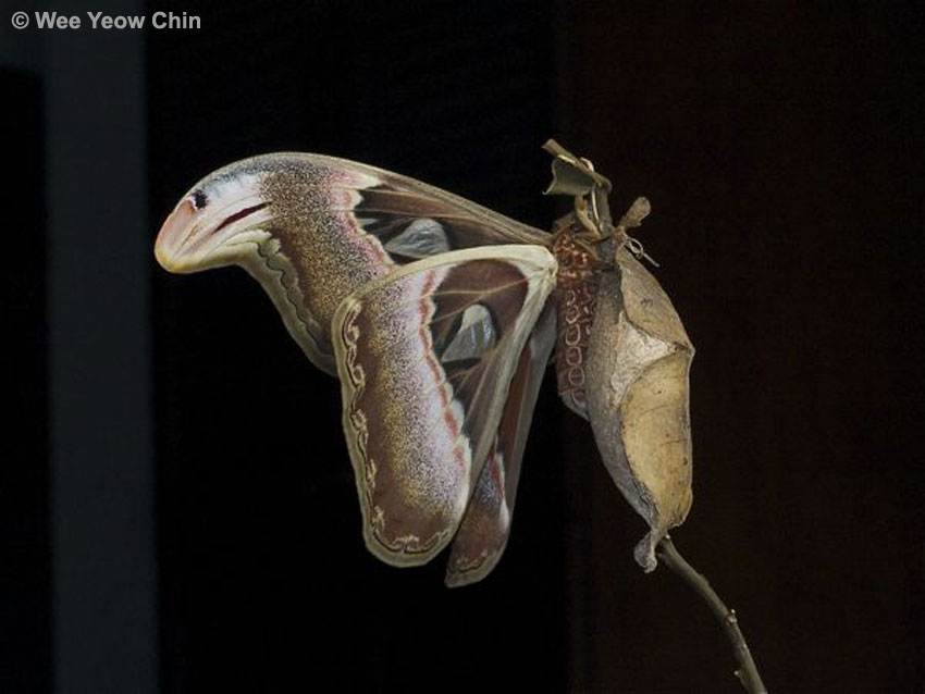 Butterflies of Singapore The Atlas Moth Chronicles Episode 2