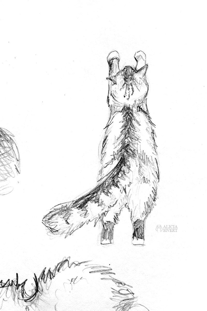 Katten Tofslan, teckningar av Alicia Sivertsson. aliciasivert alicia sivert sivertsson konst teckning teckningar skiss skisser rita katt katter katten tofslan illustration skapande