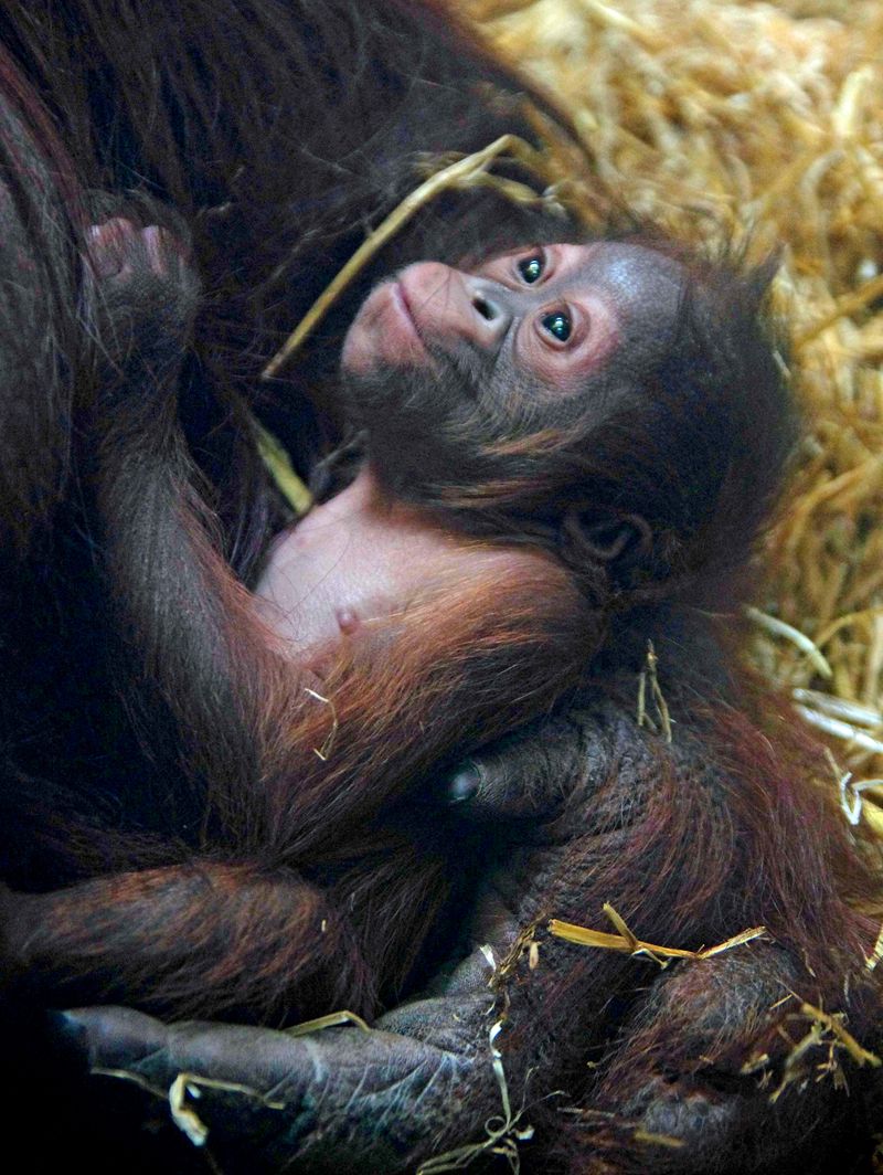 Baby Animals: Baby Orangutan 4