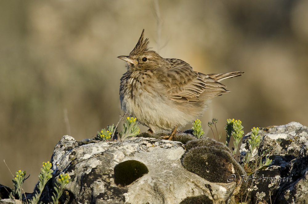 Cogujada montesina, Galerida theklae, Thekla Lark Cogujada montesina, Galerida theklae, Thekla Lark