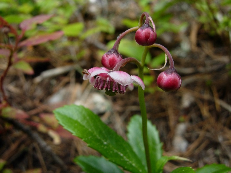 The Herb Hound PIPSISSEWA