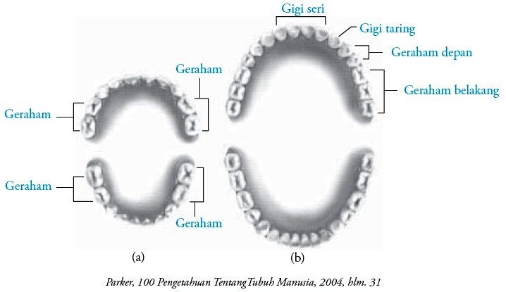 Struktur dan Fungsi Gigi pada Manusia