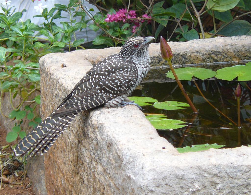 Dinu's Yarden New idea for a stone bird bath