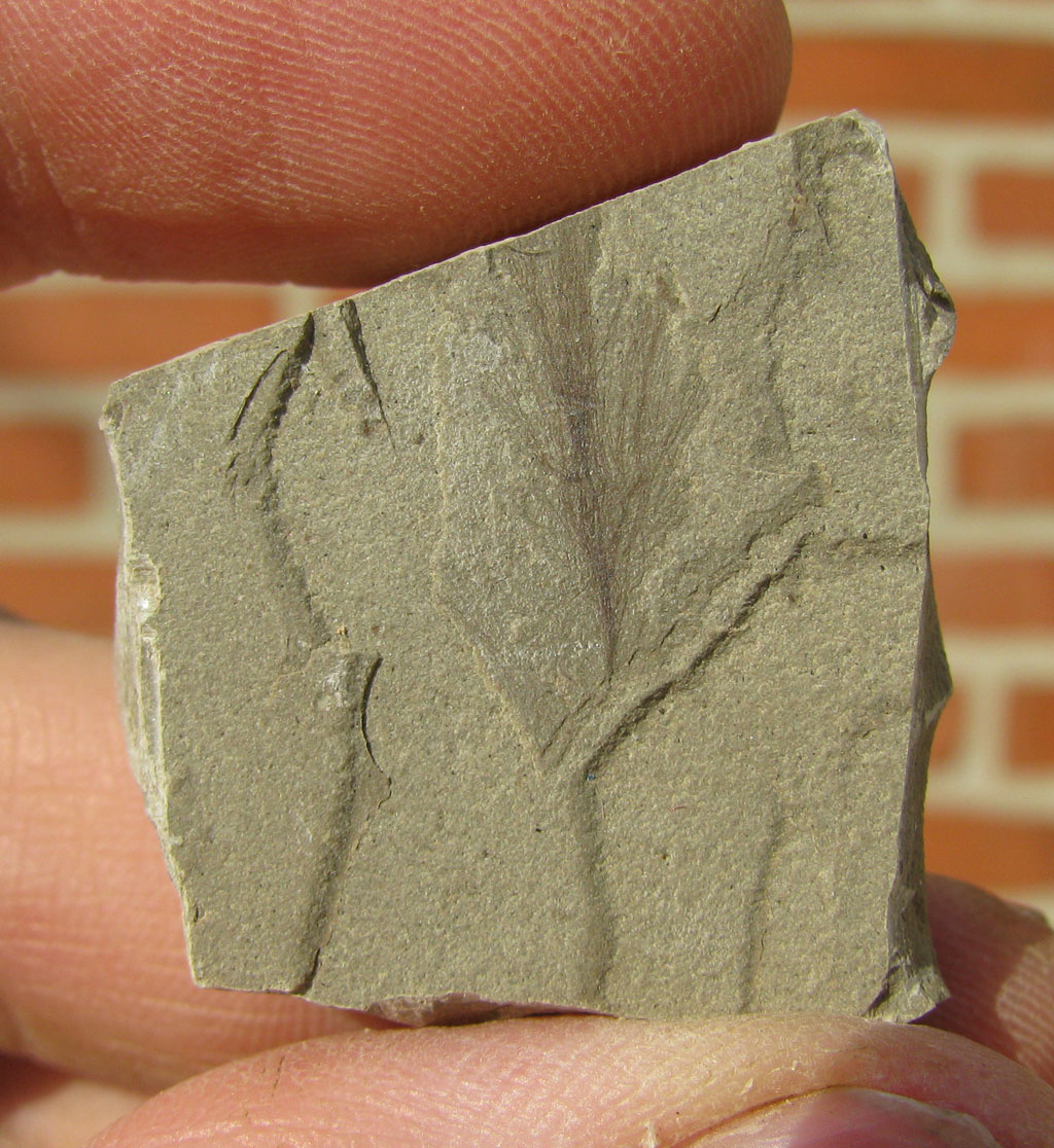 fossilized feathers