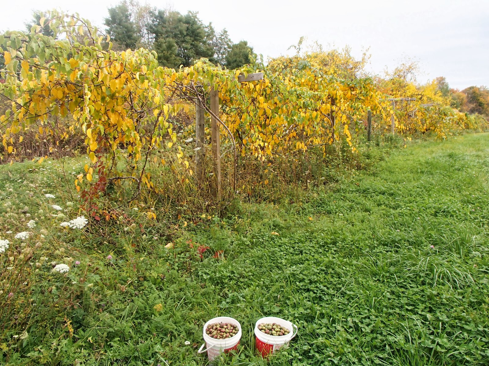 Ridge Berry Farm The Arctic Kiwi