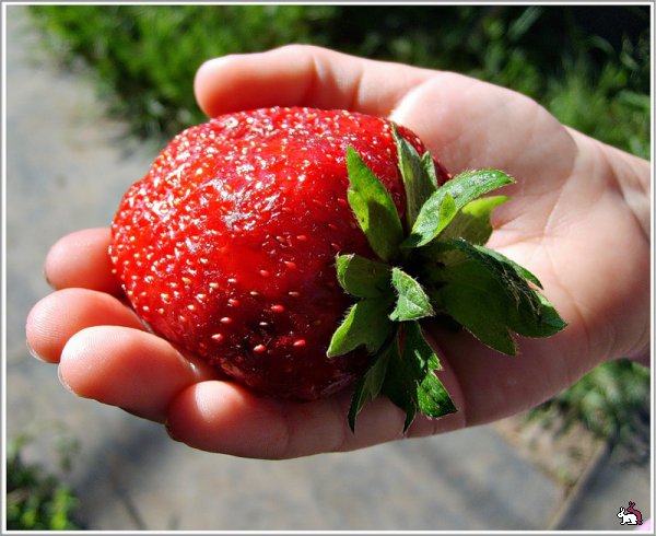 Φράουλα - Strawberry