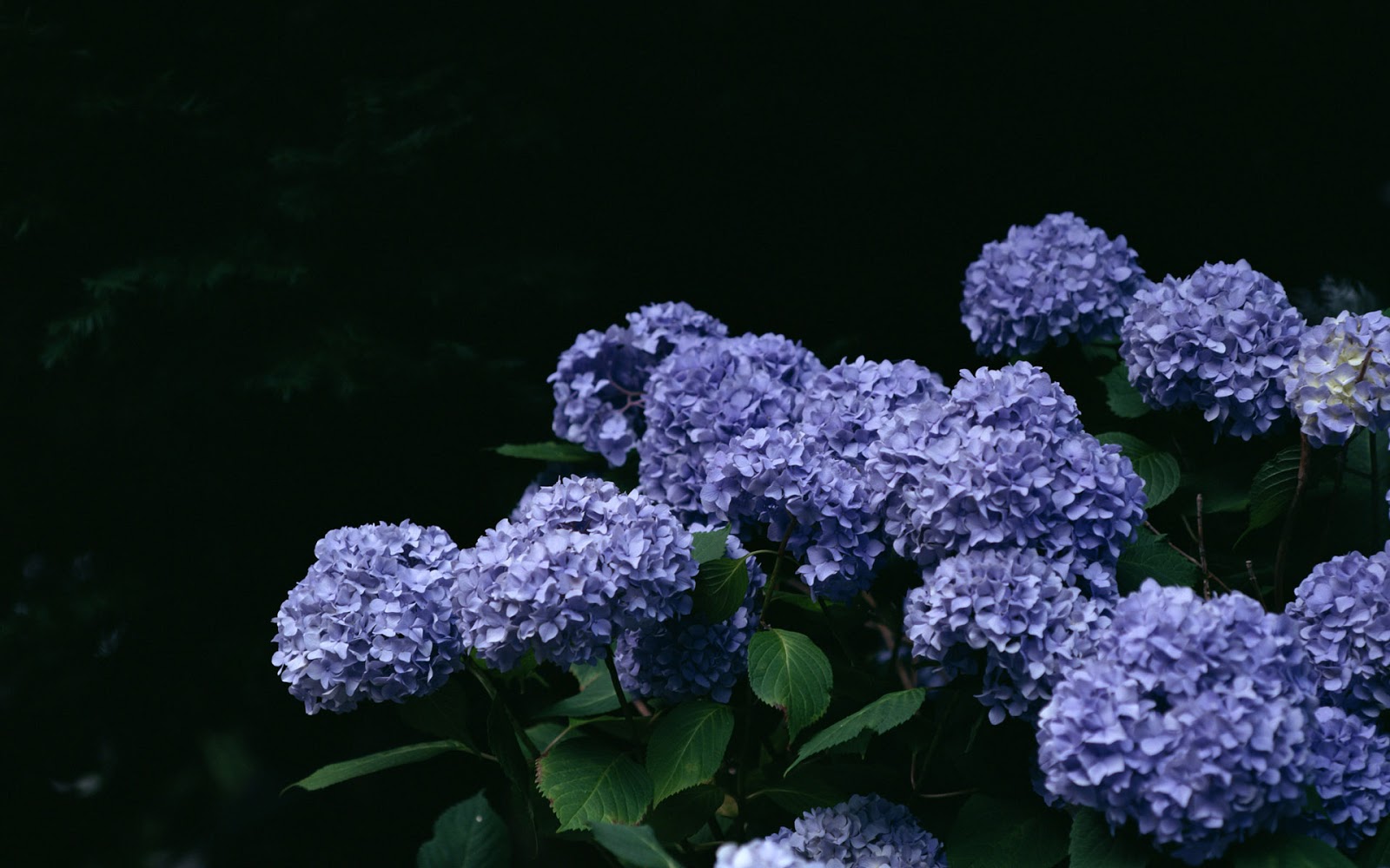 Simple Living In Nancy Growing Colourful Hydrangea In My Garden