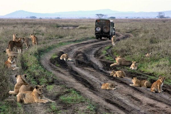 Image result for Î ÎµÏÎ¹Î¿ÏÎ® Serengeti, Î¤Î±Î½Î¶Î±Î½Î¯Î±