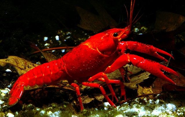 Mengenal Karakteristik Lobster Air Tawar Beserta Ciri Cirinya Mengenal Karakteristik Lobster Air Tawar Beserta Ciri Cirinya