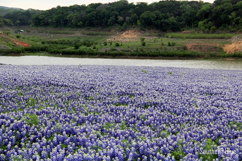Southern Blue Traveler MULESHOE BEND RECREATION AREA, SPICEWOOD, TEXAS