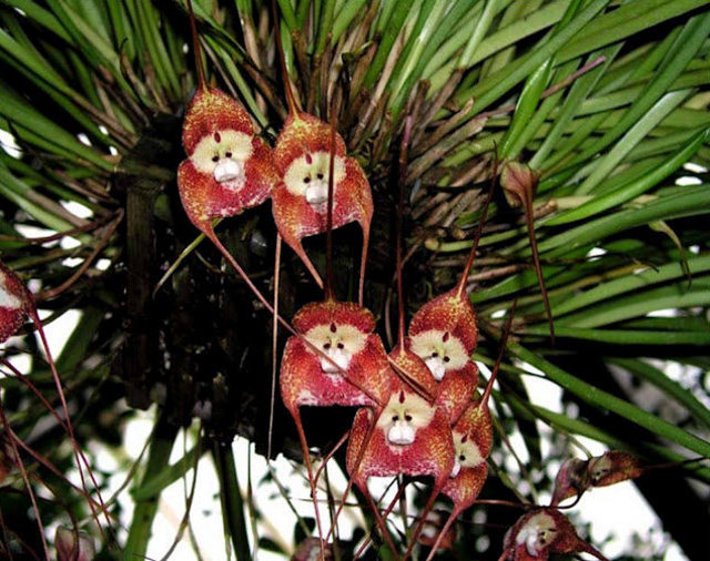 O CULTIVO A VIDA: Orquídea Macaco