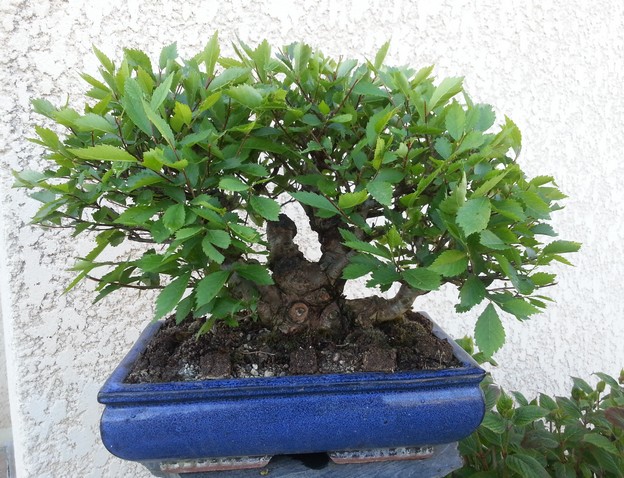 Comment poser le mastic cicatrisant pour bonsai