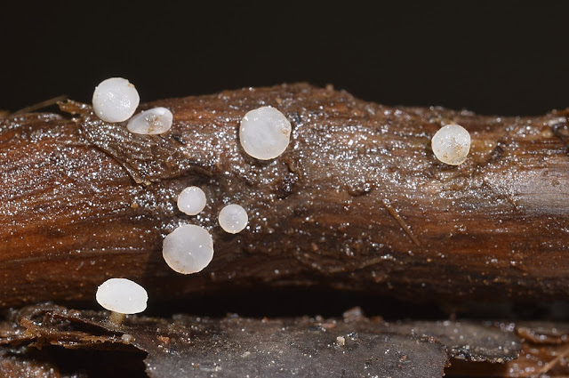 Hymenoscyphus varicosporoides