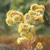 Fynbos Sewejaartjies