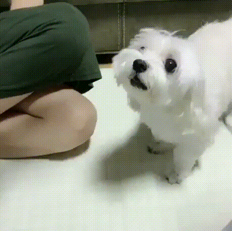 8.gif