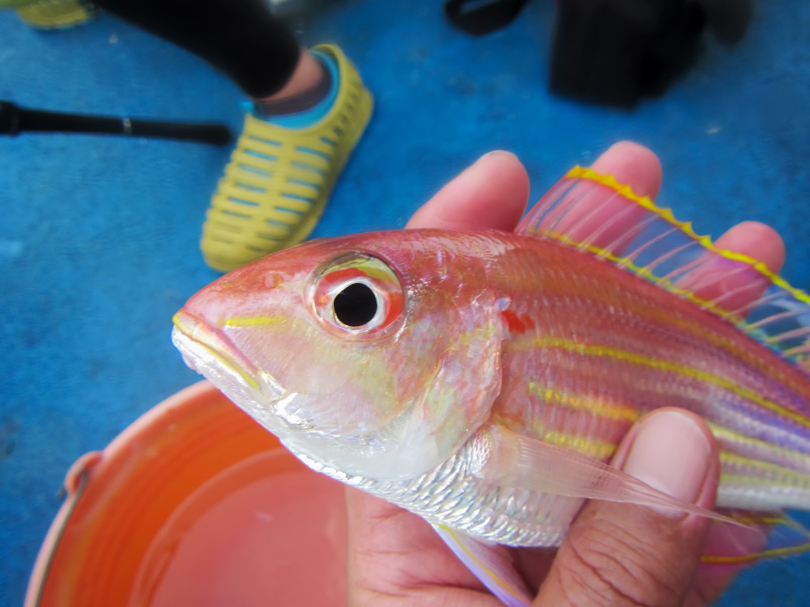 德先生魚筆記 金線魚