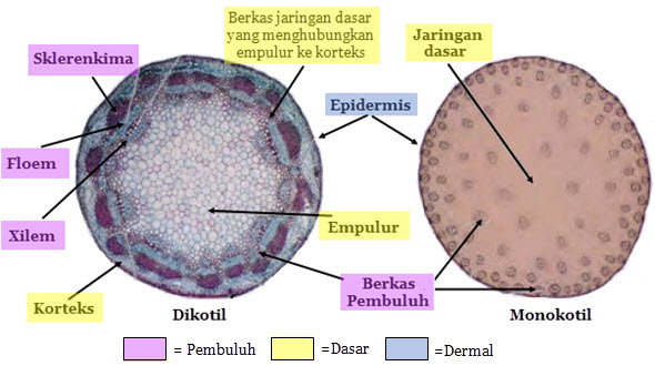  Struktur  dan  Fungsi  Jaringan Batang Mikirbae com