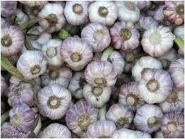 cebolla roja y prostatitis
