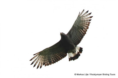 Western banded Snake eagle