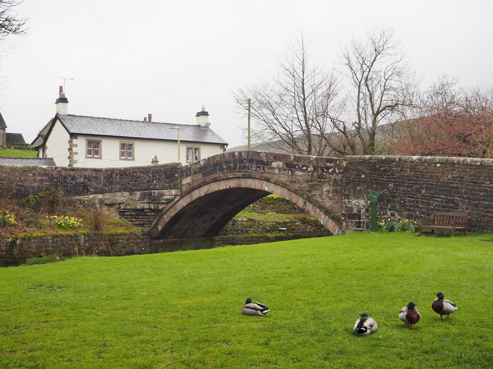 What Lizzy Loves Ducks at Dunsop Bridge