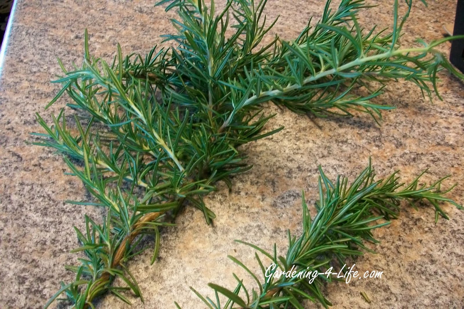 Gardening4Life Growing Rosemary